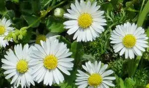 Daisy Uses as Herbal Medicine