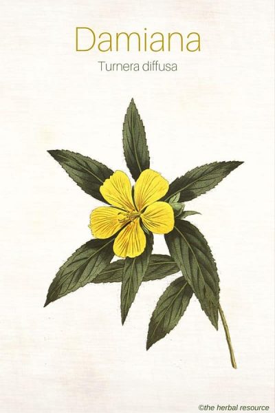 The Medicinal Herb Damiana (Turnera diffusa)