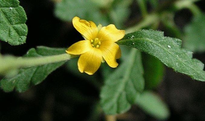 Damiana (Turnera diffusa)