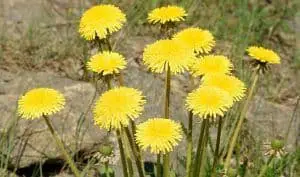 Dandelion Flowers - Herbal Medicine