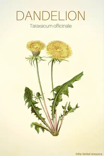 Dandelion - Medicinal Herb