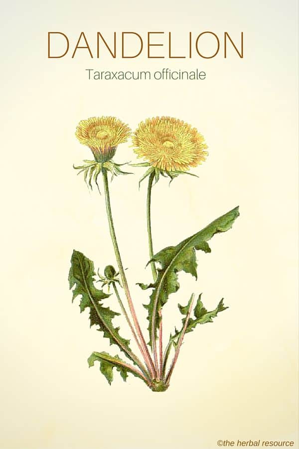 Dandelion Flower Meaning In Kannada Best Flower Site