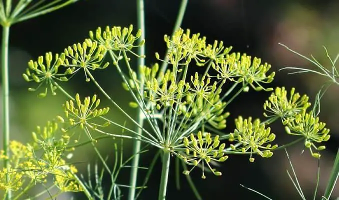 Dill Uses as Herbal Medicine