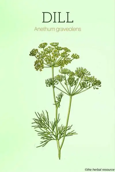 The Medicinal Herb Dill (Anethum graveolens)