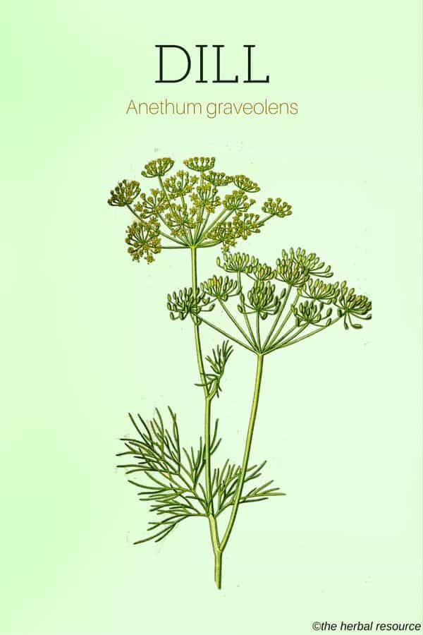 Dill Herb Side Effects, Uses and Benefits