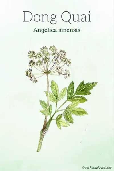 The Medicinal Herb Dong Quai (Angelica sinensis)
