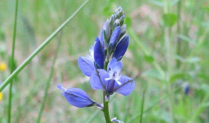 Dwarf Milkwort in Bloom