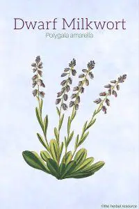 Dwarf Milkwort (Polygala amarella)