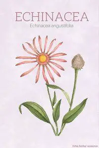 Echinacea angustifolia - Illustration