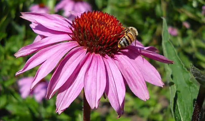 Bee Collecting Nectar from Echinacea purpurea