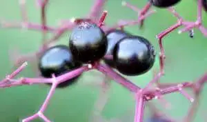 Elderberry Uses as Herbal Medicine