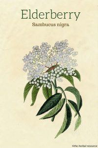 The Medicinal Herb Elderberry (Sambucus nigra)