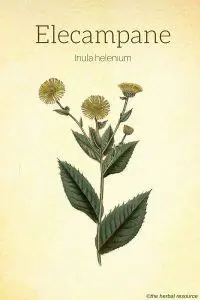 Elecampane (Inula helenium)