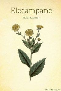 Elecampane (Inula helenium)