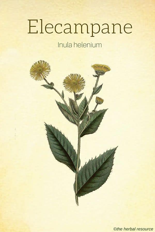 Elecampane Herb Benefits and Side Effects