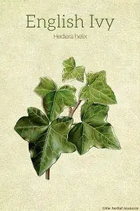 The Medicinal Herb English Ivy (Hedera helix)