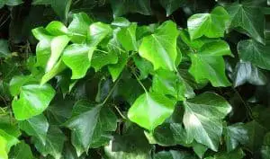 English Ivy Leaves