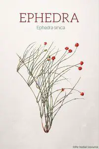 Ephedra – Ma huang (Ephedra sinica)