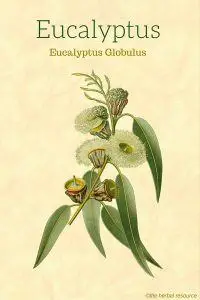 Eucalyptus Herb
