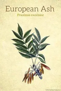 European Ash (Fraxinus excelsior)