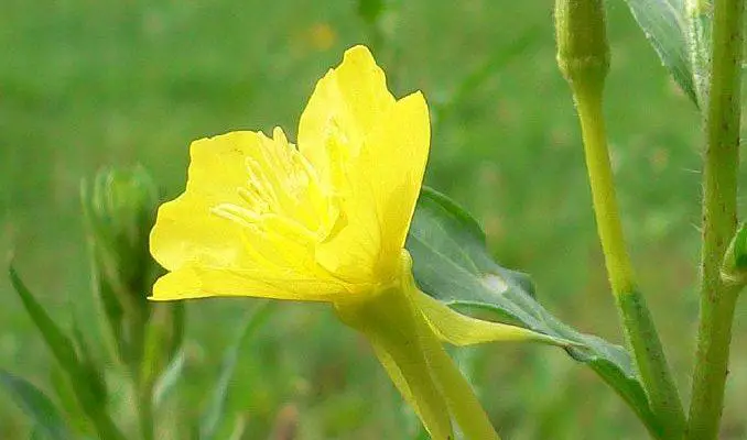 Evening Primrose Flower