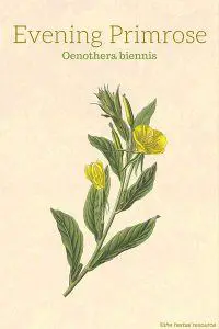 Evening Primrose Herb (Oenothera biennis)