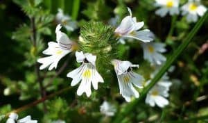 Eyebright Flowers (Euphrasia officinalis)