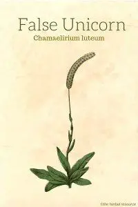 The Herb False Unicorn (Chamaelirium luteum)