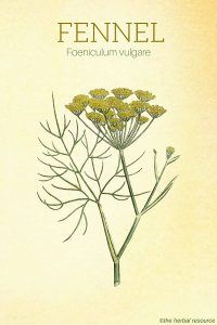 The Herb Fennel (Foeniculum vulgare)