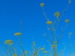 Fennel - Herbal Medicine