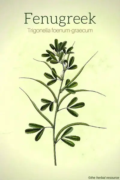The Herb Fenugreek (Trigonella foenum-graecum)