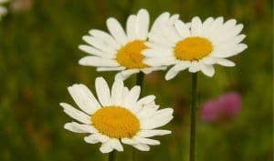 Feverfew Flowers