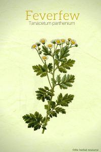 Feverfew (Tanacetum parthenium)