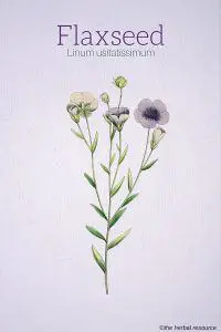 Flaxseed (Linum usitatissimum)