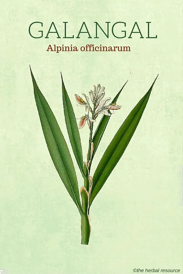 Galangal (Alpinia officinarum)