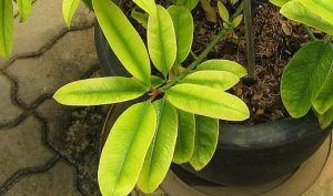 Garcinia Cambogia Uses as Herbal Medicine