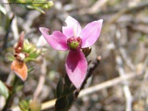 Rhatany (Krameria lappacea)