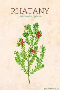 Rhatany (Krameria lappacea)