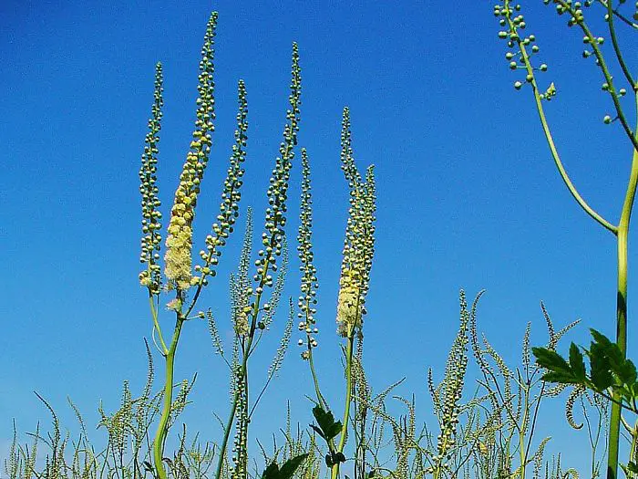 Black Cohosh Root Herb Uses, Benefits and Side Effects