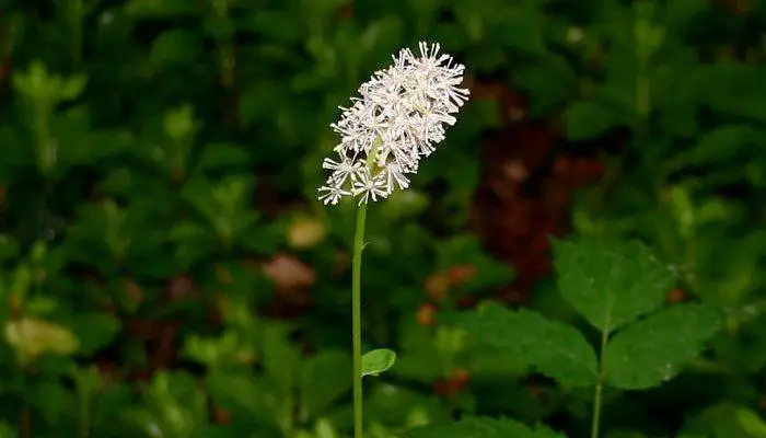 Black Cohosh Flower