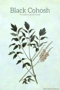 Black Cohosh Herb (Actaea racemosa)