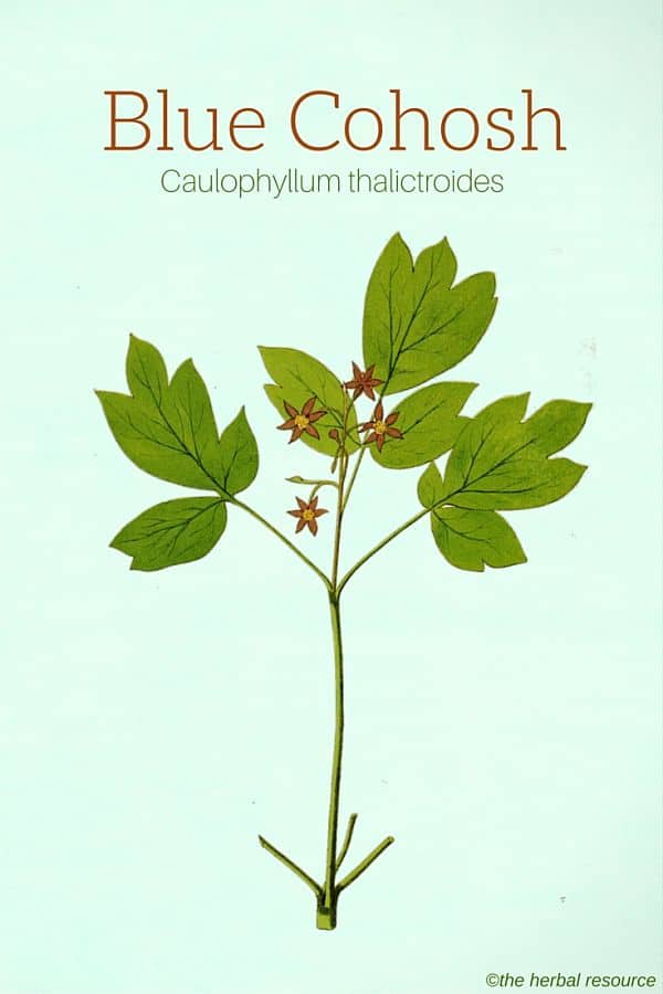 Blue Cohosh Side Effects and Health Benefits