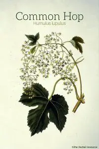 Common Hop (Humulus lupulus)