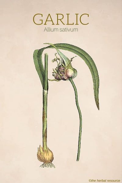 Garlic Herb (Allium sativum)