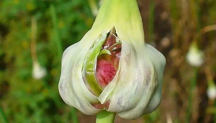 Garlic - Herbal Medicine