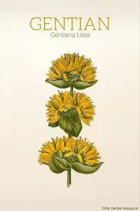 The Herb Gentian (Gentiana lutea)