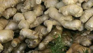Ginger Roots as Herbal Medicine