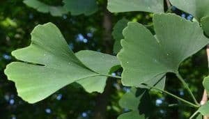 Ginkgo biloba Leaves