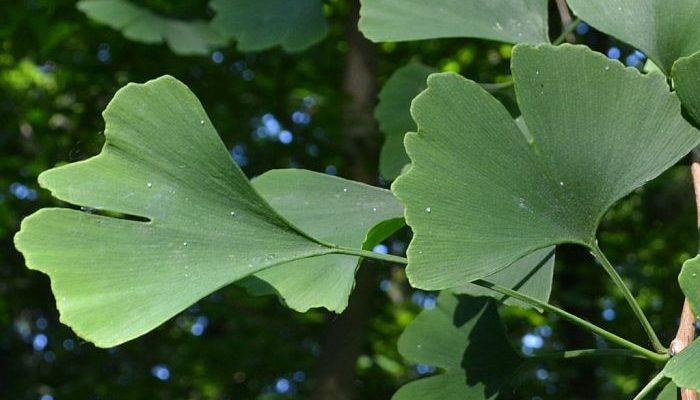 Ginko biloba