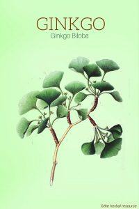 Ginkgo Biloba